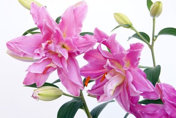 lila fragrant lilies