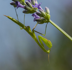 Male praying mantis