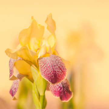 Iris flower on a yellow background natural