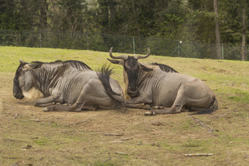 sleeping gnu