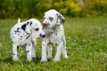 Dalmatinerwelpen