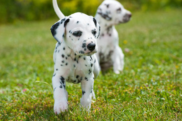 Dalmatinerwelpen © DoraZett