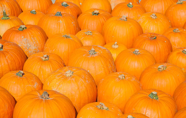 Colorful pumpkins