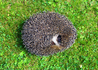 Forest wild hedgehog © kingan