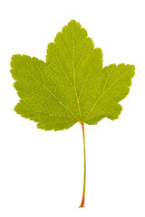 Raspberry leaf
