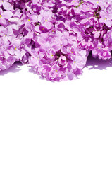 Fototapeta premium lilac flower