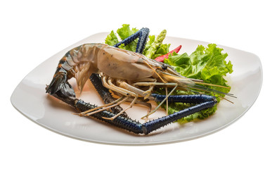 Freshwater prawn