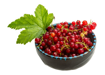 Red currant