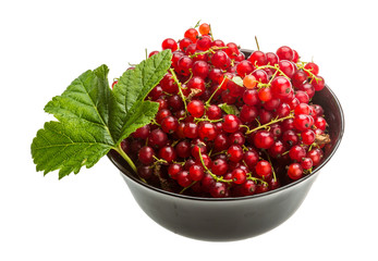 Red currant