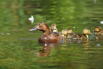 Common Pochard, Pochard, Aythya ferina