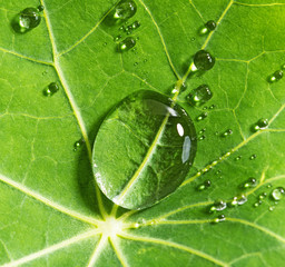 drops on a green leaf