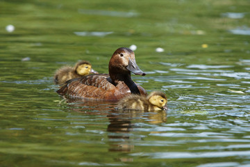 Common Pochard, Pochard, Aythya ferina