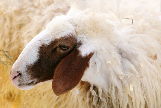 Closeup of female Awassi sheep