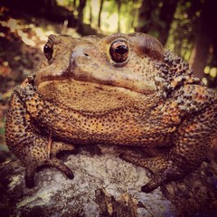 giant toad upon a rock
