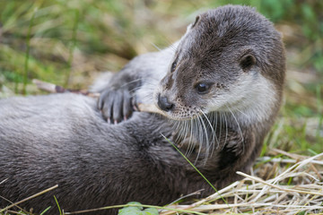 otter - Lutra lutra in nature