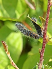 Raupe des Kleinen Nachtpfauenauges (Saturnia pavonia)