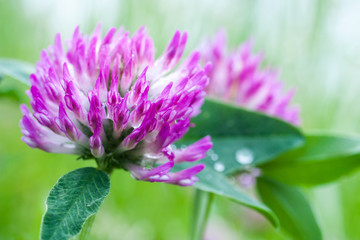 clover flower