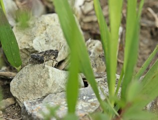 Langfühler-Dornschrecke (Tetrix tenuicornis) am Dörnberg