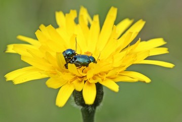 Paarung des Blattkäfers Cryptocephalus violaceus
