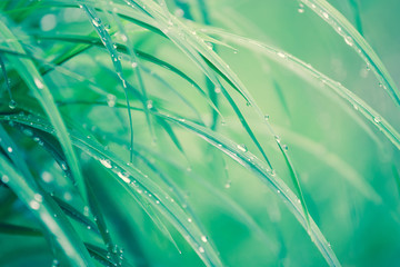 Morning dew on the grass........ © altocumulus