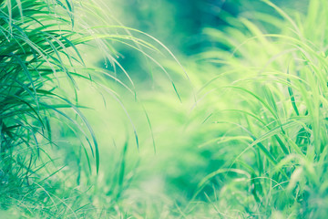 Morning dew on the grass © altocumulus