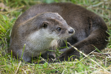 otter - Lutra lutra in nature