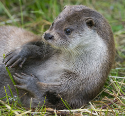 otter - Lutra lutra in nature