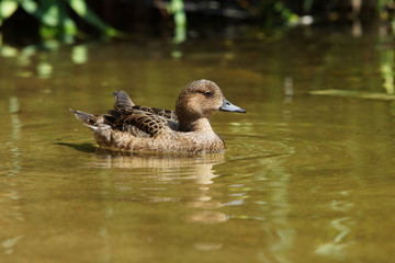 Wigeon, Anas penelope