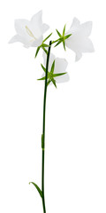 Fototapeta na wymiar campanula flowers isolated on the white background
