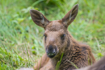 Alces alces - Moose - baby animal