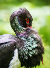 black stork - detail of head