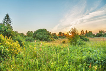 Sunset in summer field