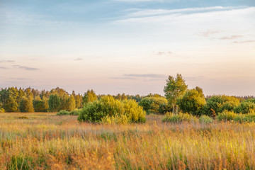 Sunset in summer field