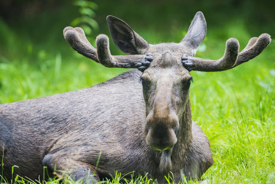 Alces Alces - Moose Male