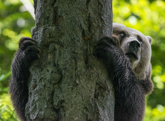 brown bear on a tree