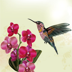 Fototapeta na wymiar Fashion floral background with orchid and hummingbird