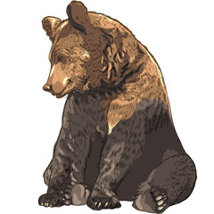 Obraz premium Vector funny bear sitting