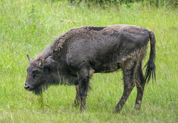 European bison © Vera Kuttelvaserova