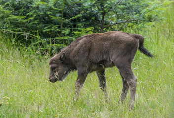 European bison - baby animal © Vera Kuttelvaserova