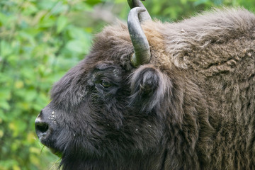European bison - bull © Vera Kuttelvaserova