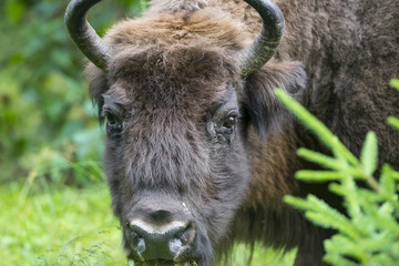 European bison - bull © Vera Kuttelvaserova