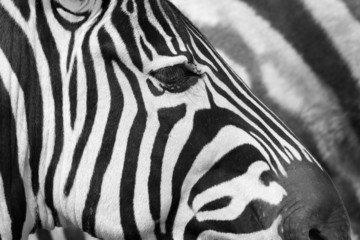 Obraz na płótnie Canvas Zebra head