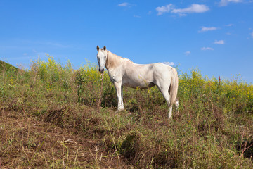 Obraz na płótnie Canvas white horse on the hill
