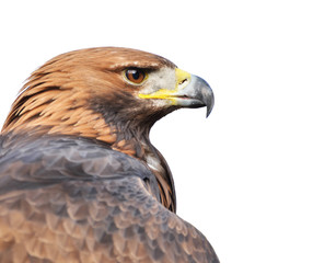 Golden eagle portrait isolated on white