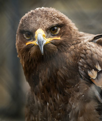Golden eagle in cage portrait