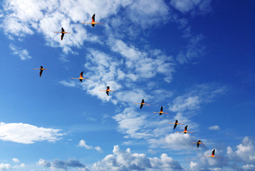 Zugvögel rose Flamingos am Himmel gen Süden in der Camargue, Frankreich.