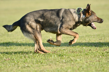 german shepherd