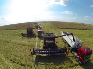 Combine harvesters on colza field. Aerial view