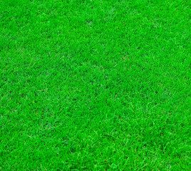 Fresh green grass texture