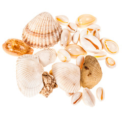 Different seashells